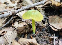 yellow lime green mushroom sprouting from dead leaves